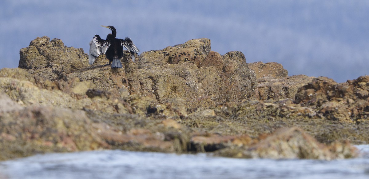 Australasian Darter - ML643124125
