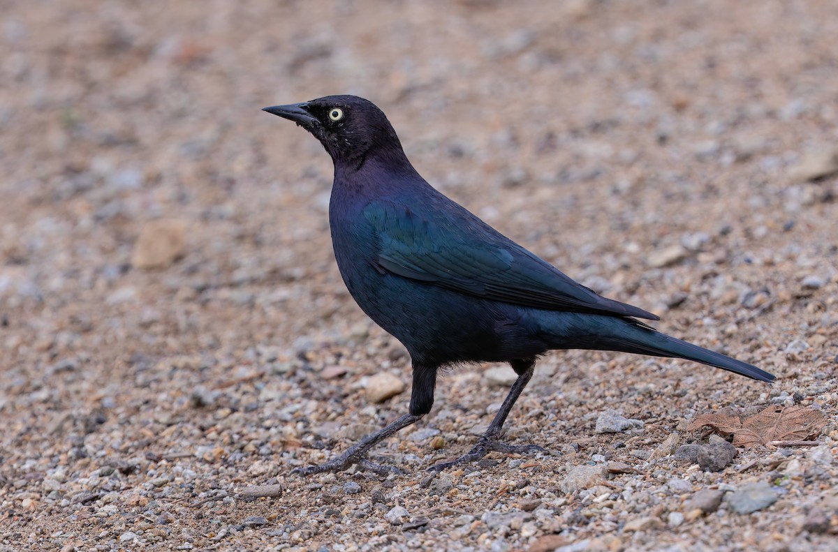 purpurhodetrupial - ML643124135