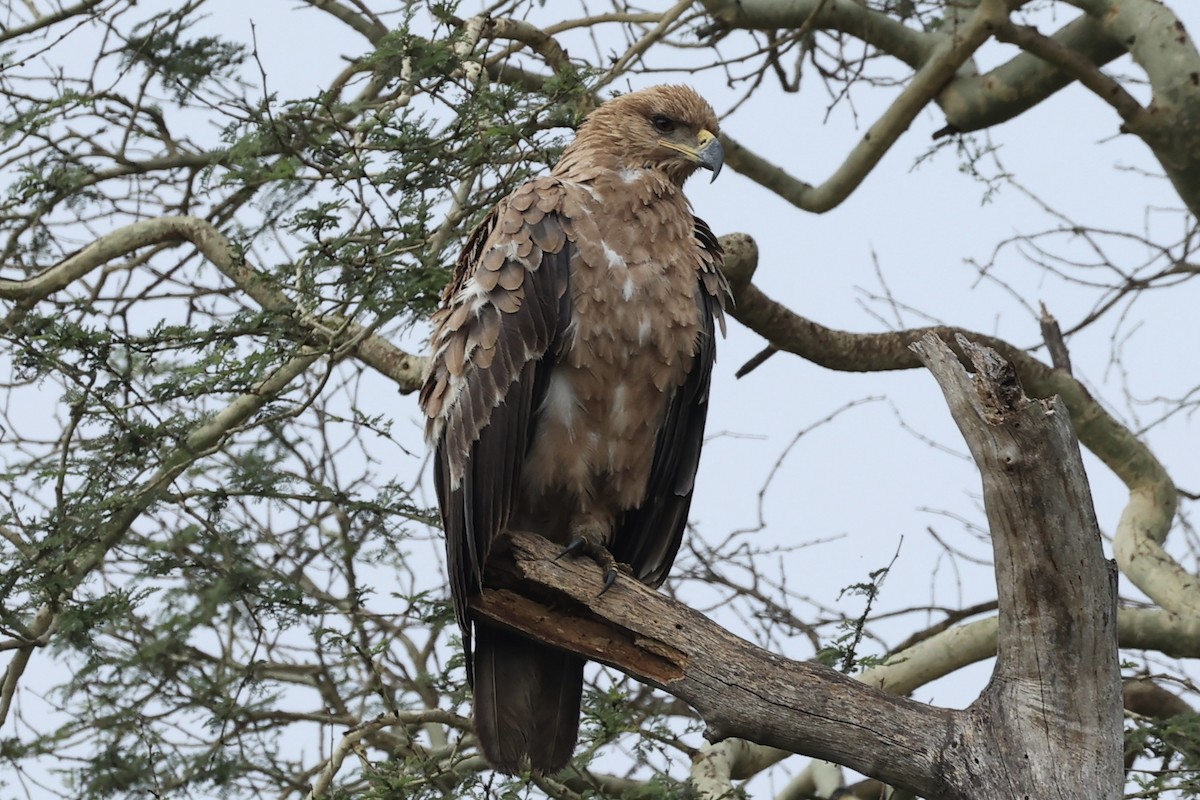 Tawny Eagle - ML643124148