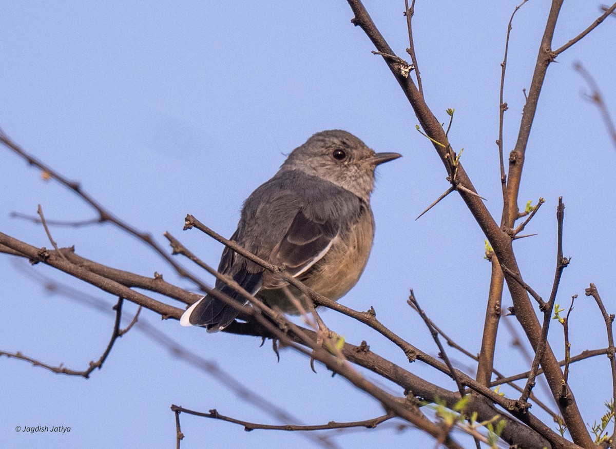 クロノビタキ - ML643124152
