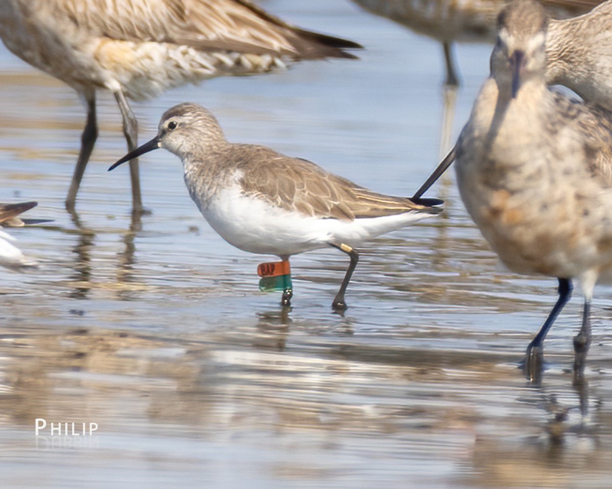 Curlew Sandpiper - ML643124173