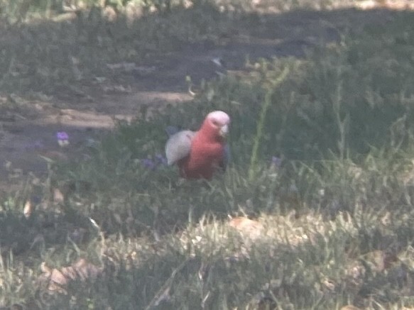 Galah - ML643124187
