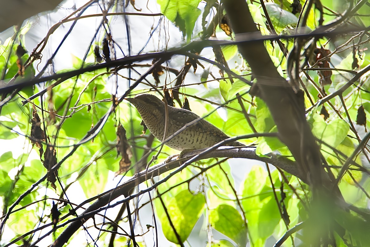 Eurasian Wryneck - ML643124190