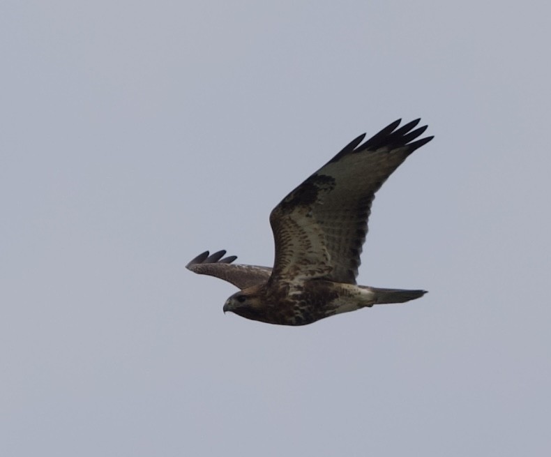 Eastern Buzzard - ML643124194