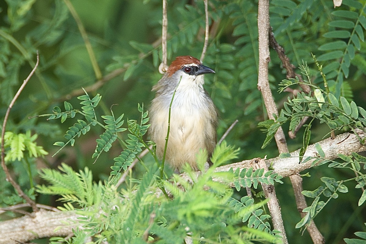 Chestnut-capped Babbler - ML643124198