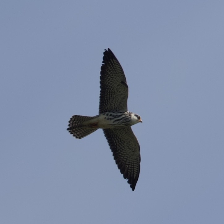 Falco dell'Amur - ML643124207