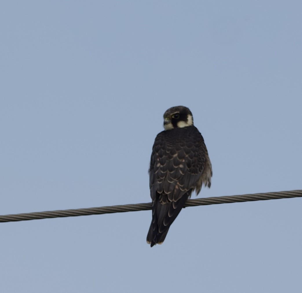 Eurasian Hobby - ML643124212