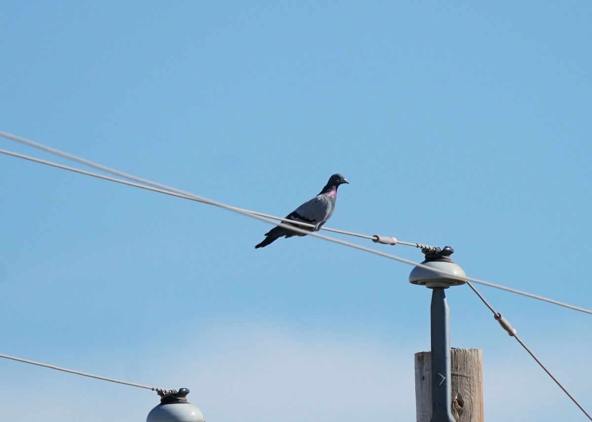 Piccione domestico - ML643124213