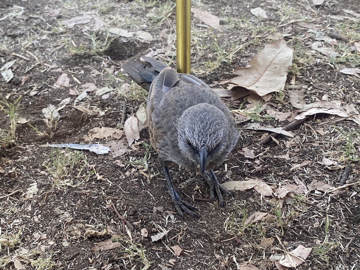 Apostlebird - ML643124215