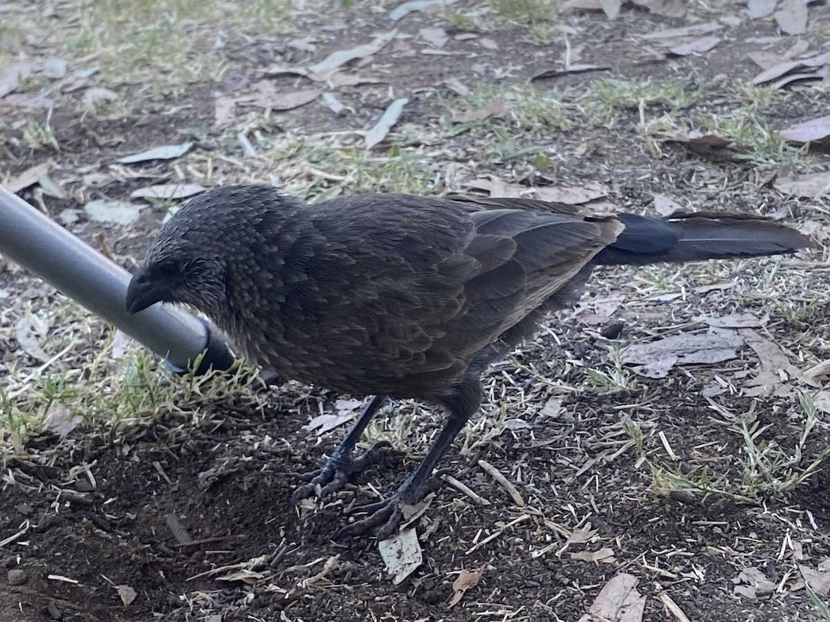 Apostlebird - ML643124216