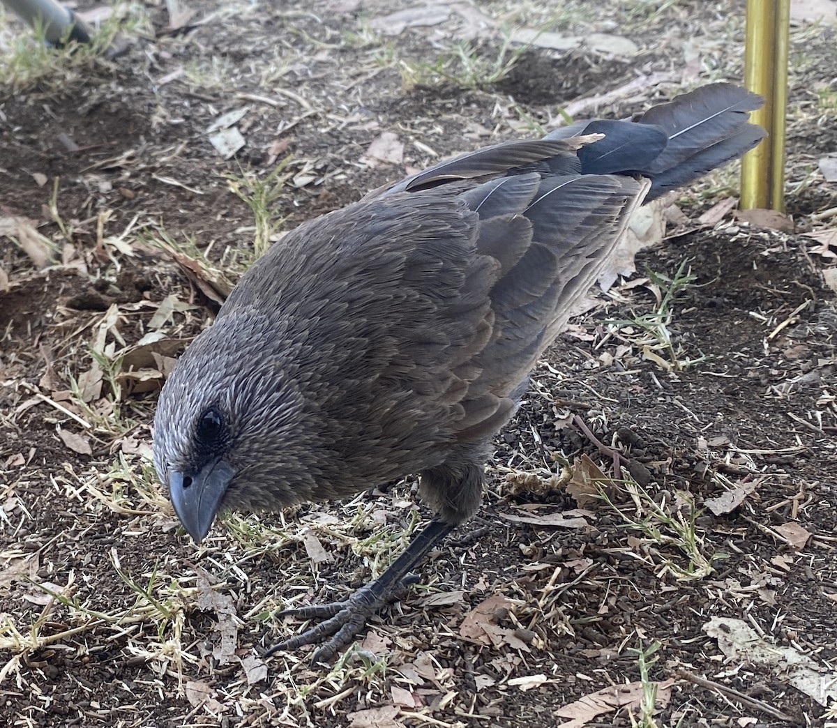 Apostlebird - ML643124218