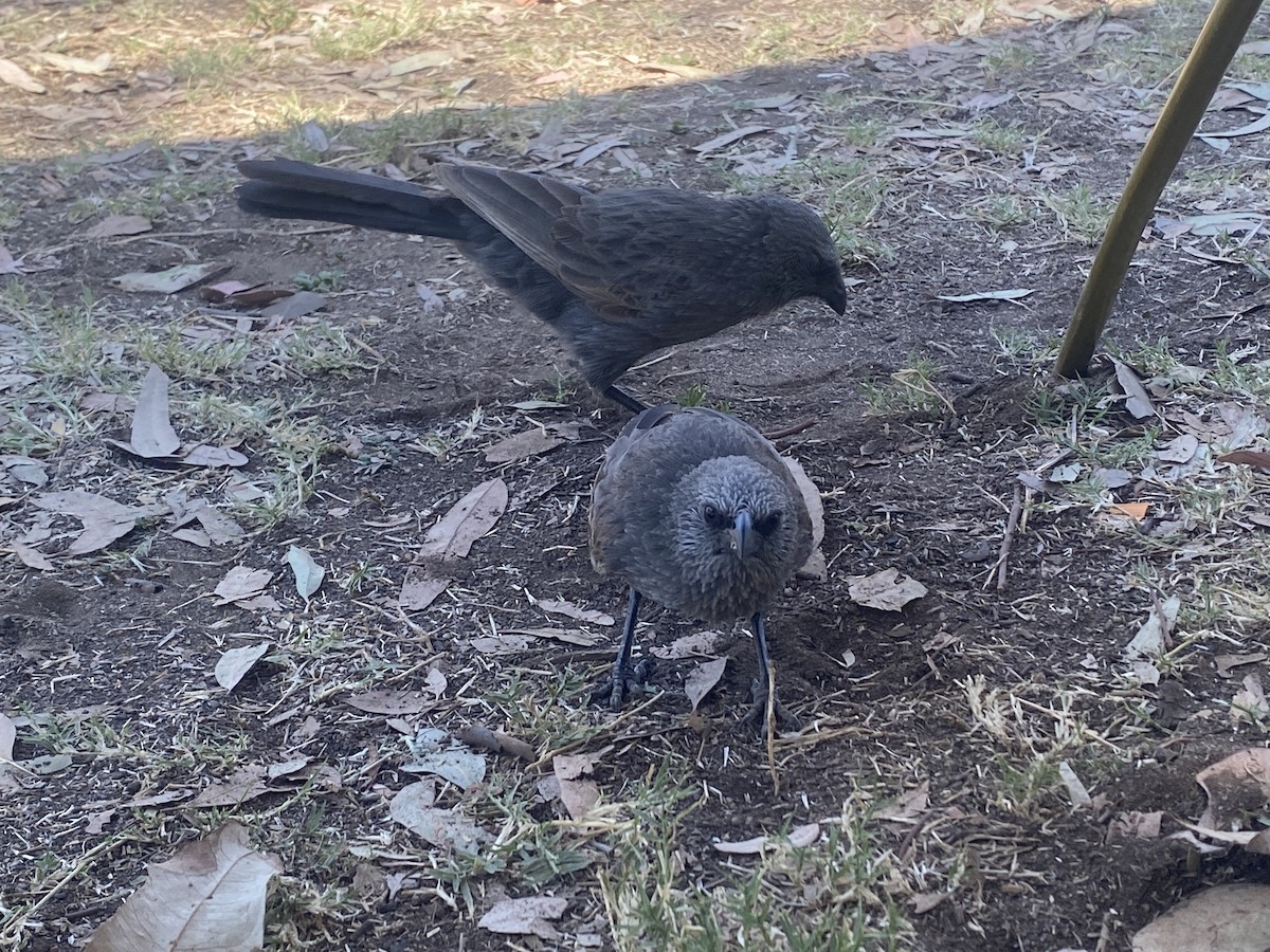 Apostlebird - ML643124219