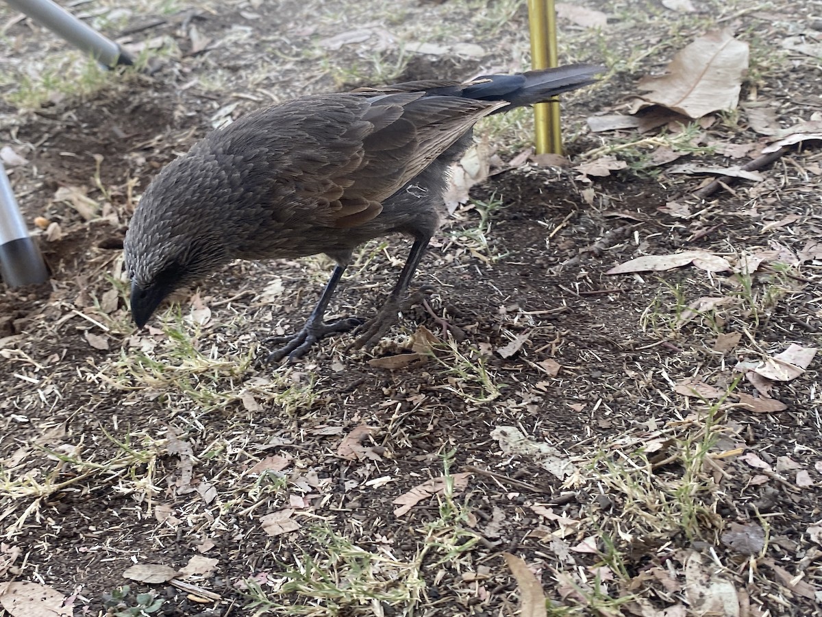 Apostlebird - ML643124220