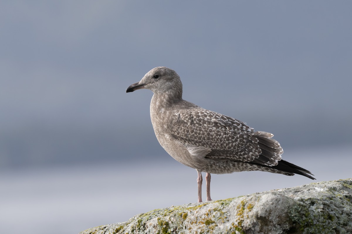 American Herring Gull - ML643124232