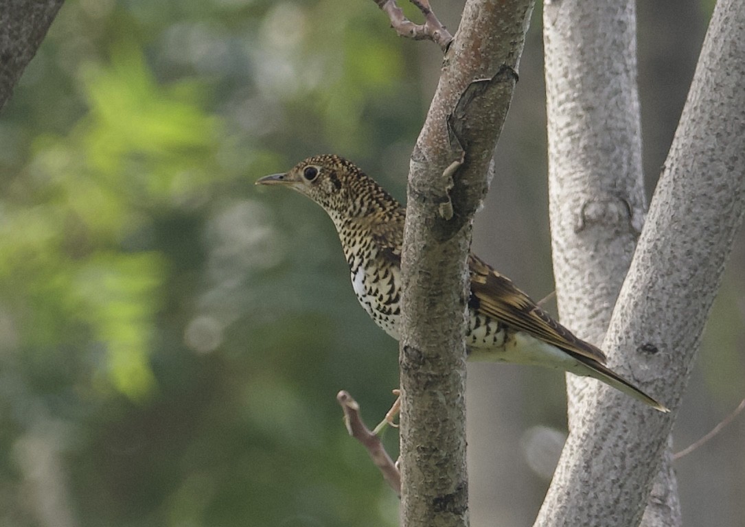 White's Thrush - ML643124243