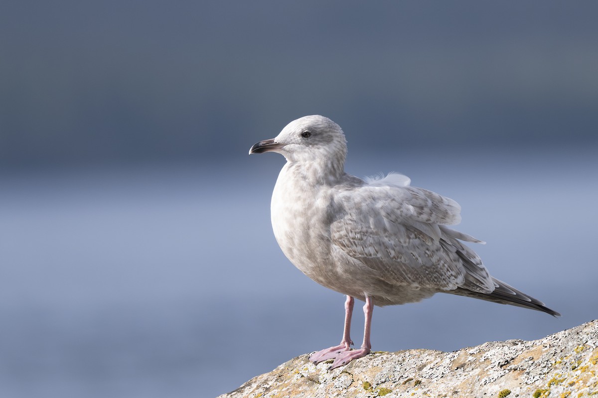 Iceland Gull (Thayer's) - ML643124253