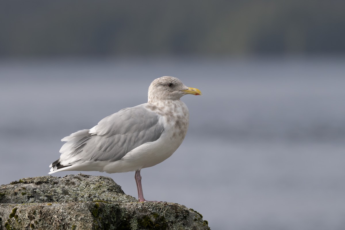 Iceland Gull (Thayer's) - ML643124254