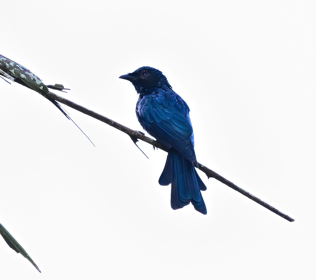 Bronzed Drongo - ML643124256