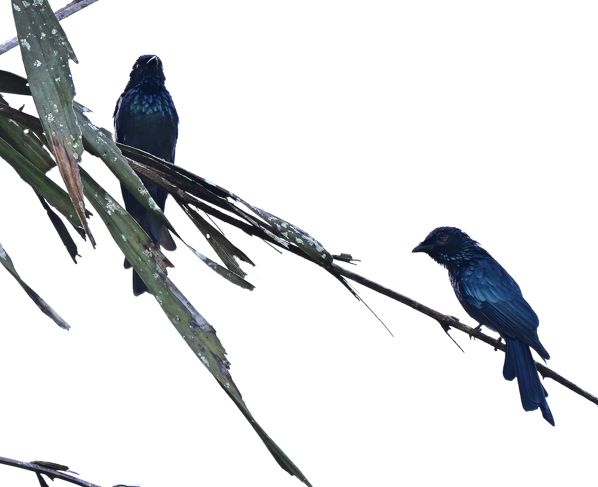 Bronzed Drongo - ML643124257