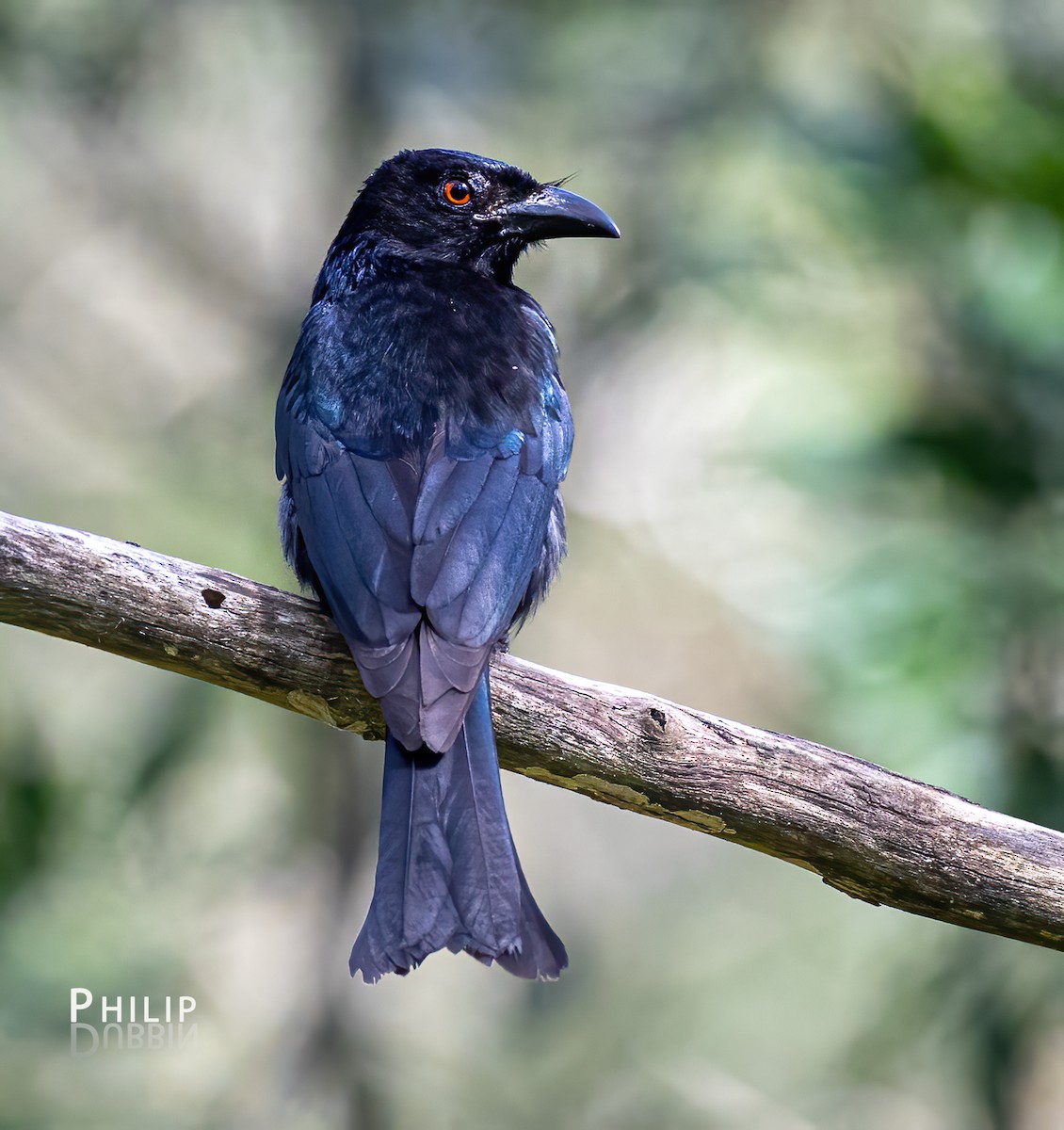 Drongo pailleté - ML643124262