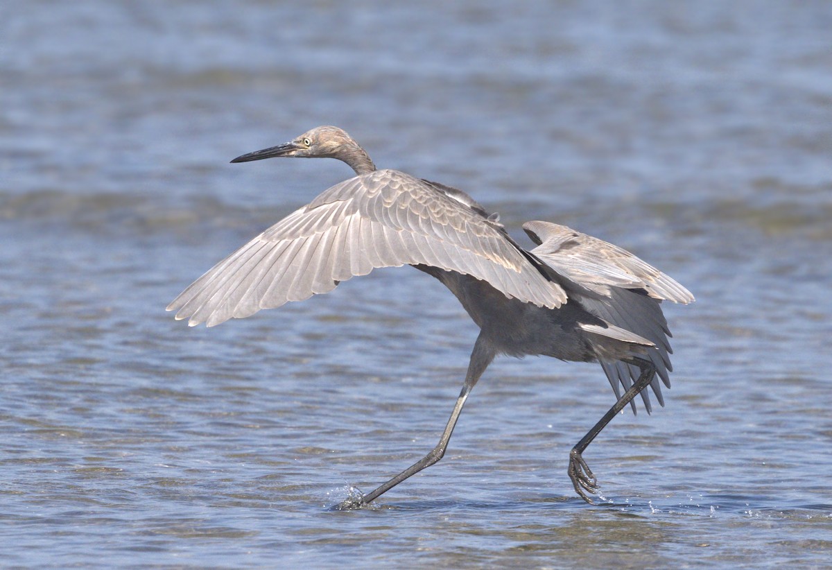 dansehegre - ML643124265