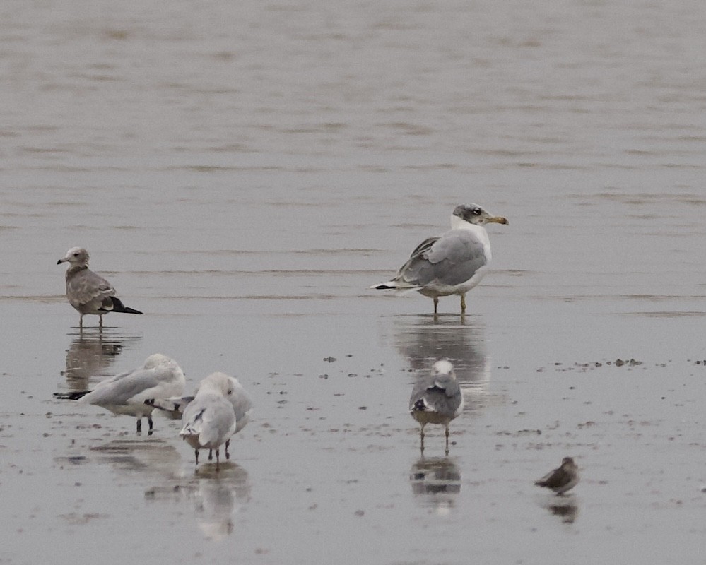 Pallas's Gull - ML643124289