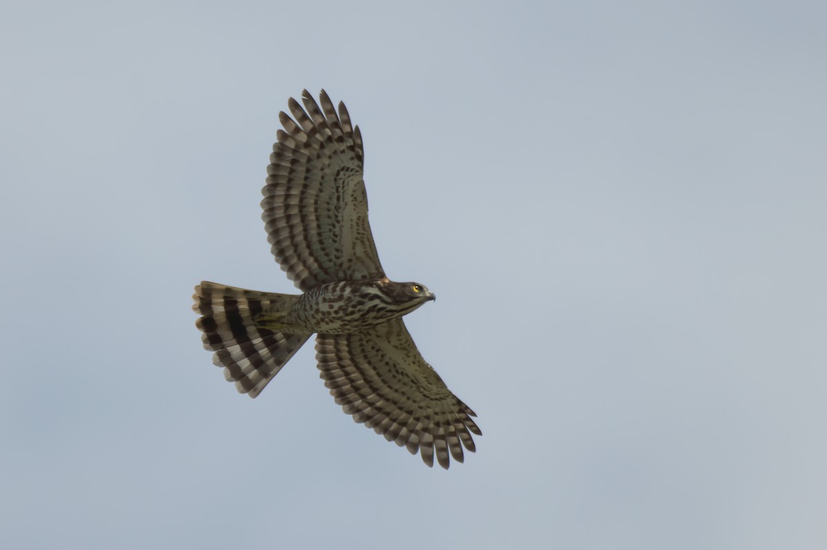 Crested Goshawk - ML643124294