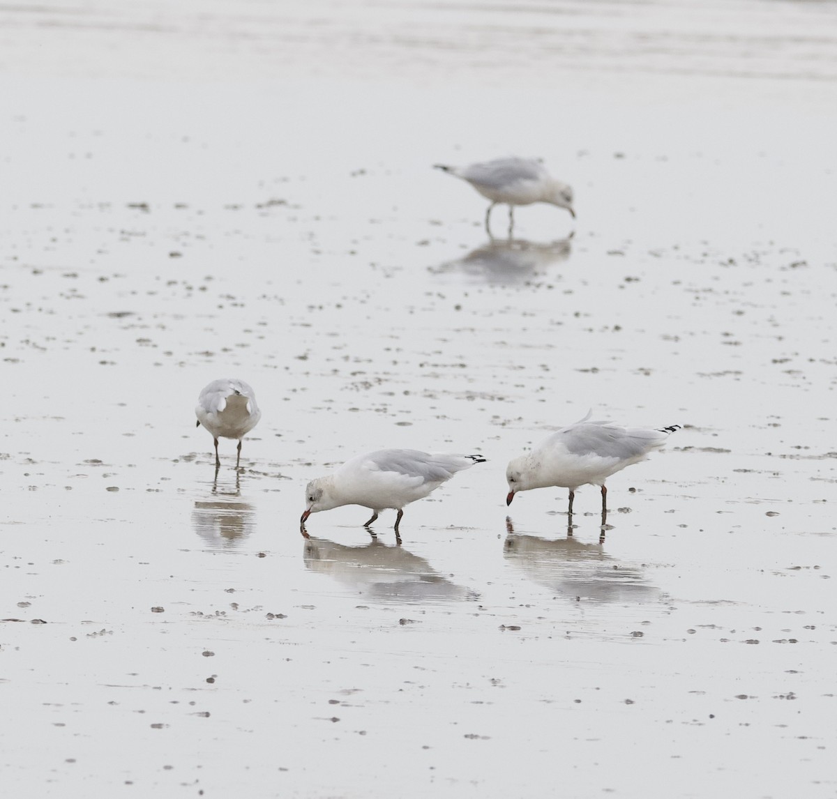 遺鷗 - ML643124303