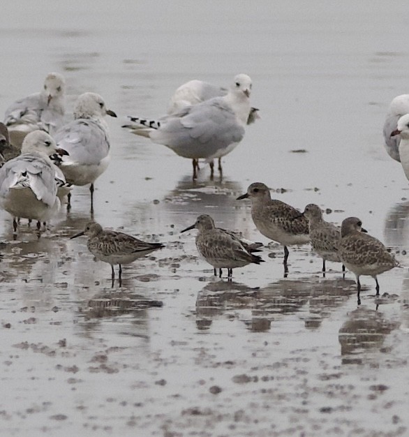 遺鷗 - ML643124316