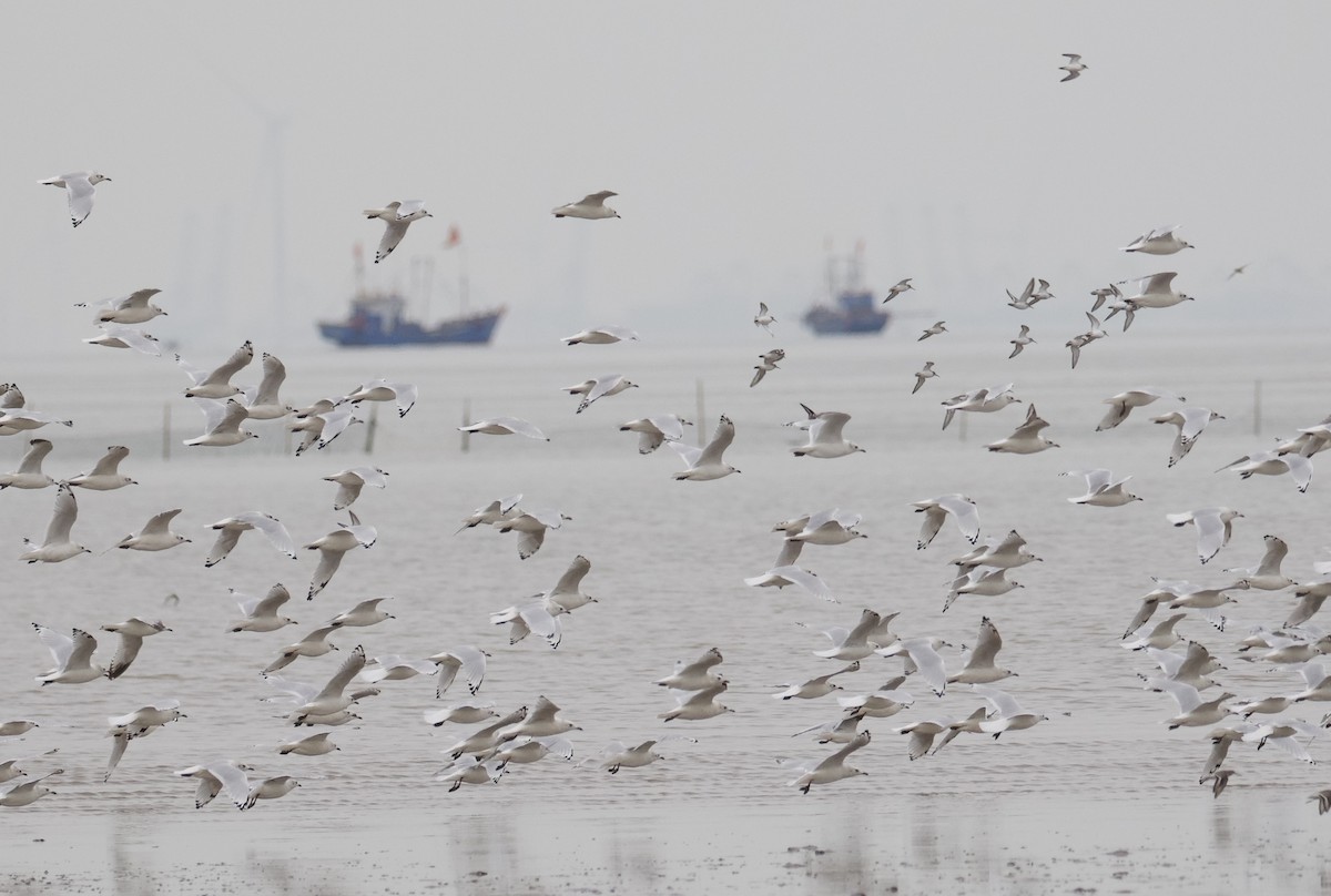 遺鷗 - ML643124317