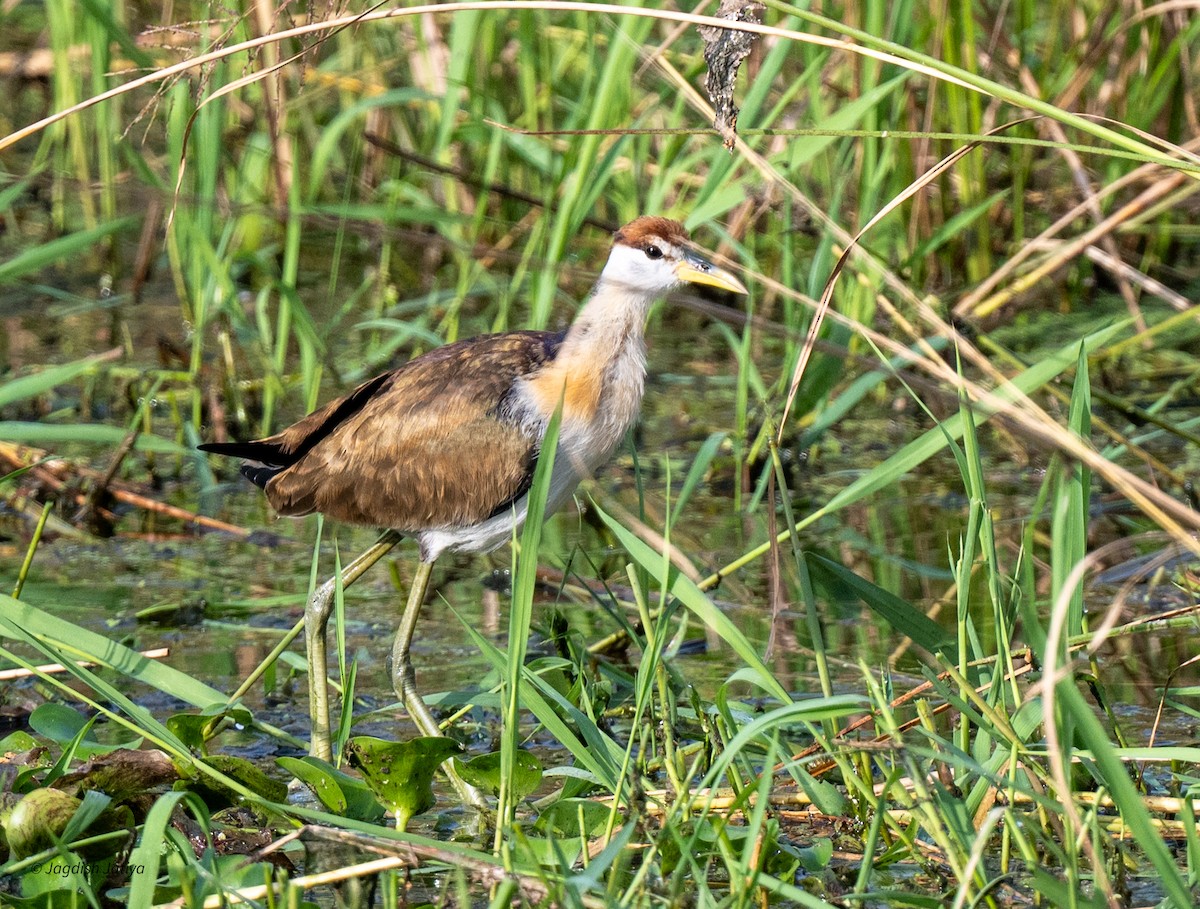 Bronze-winged Jacana - ML643124323