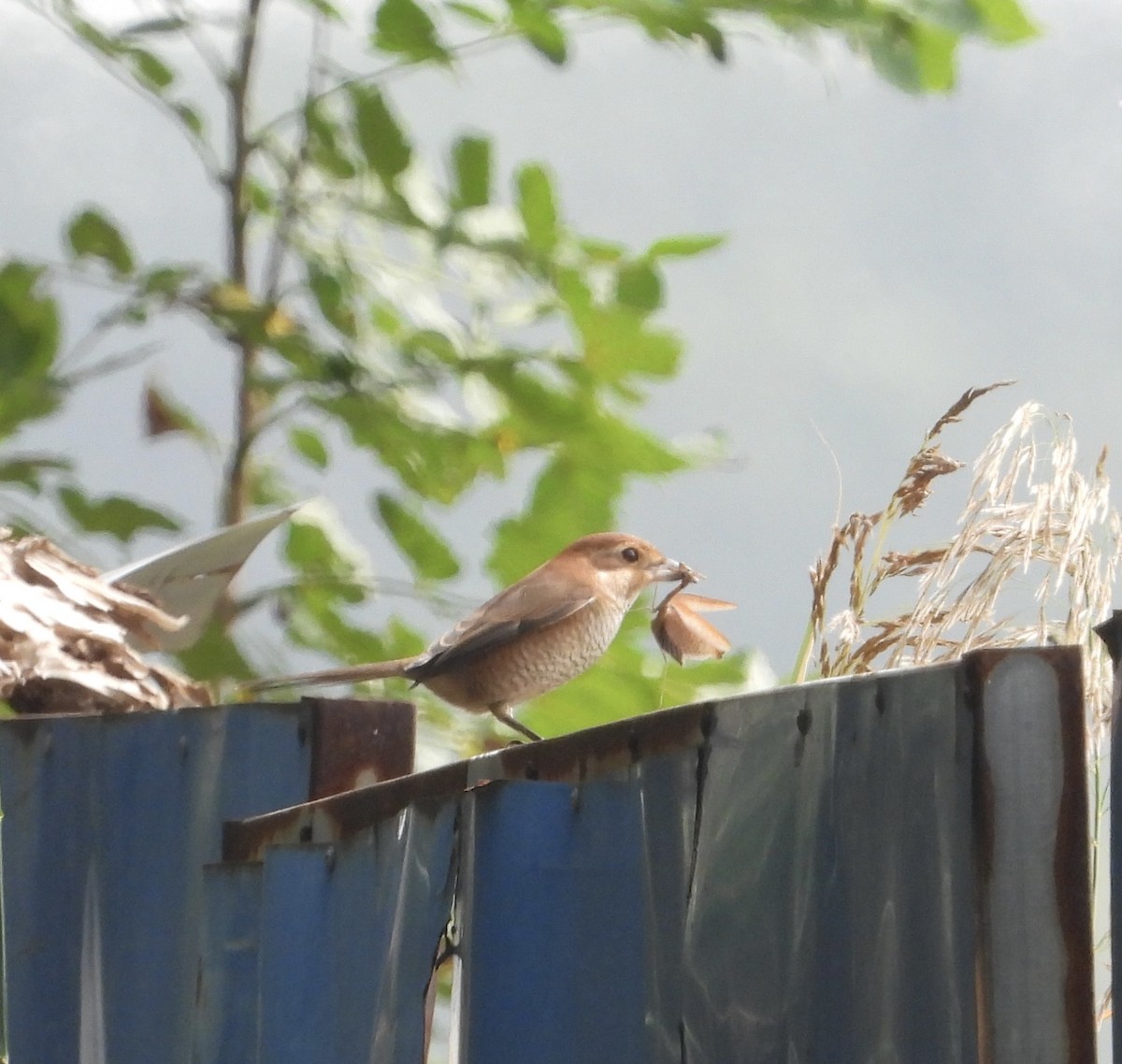 Bull-headed Shrike - ML643124327