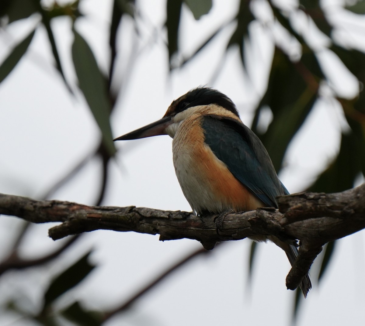 Sacred Kingfisher (Australasian) - ML643124330