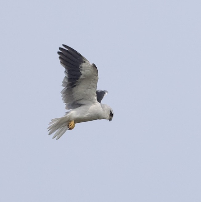 Black-winged Kite - ML643124338