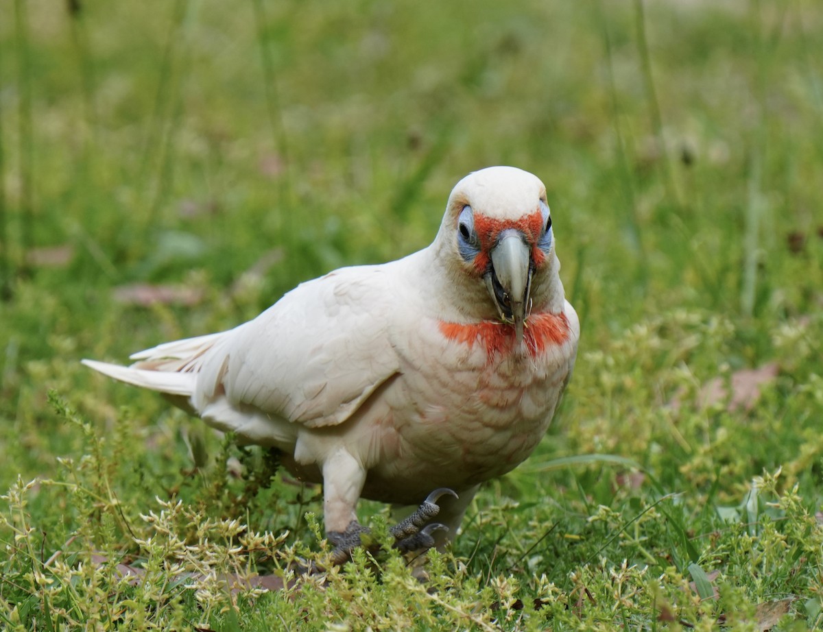 Long-billed Corella - ML643124339