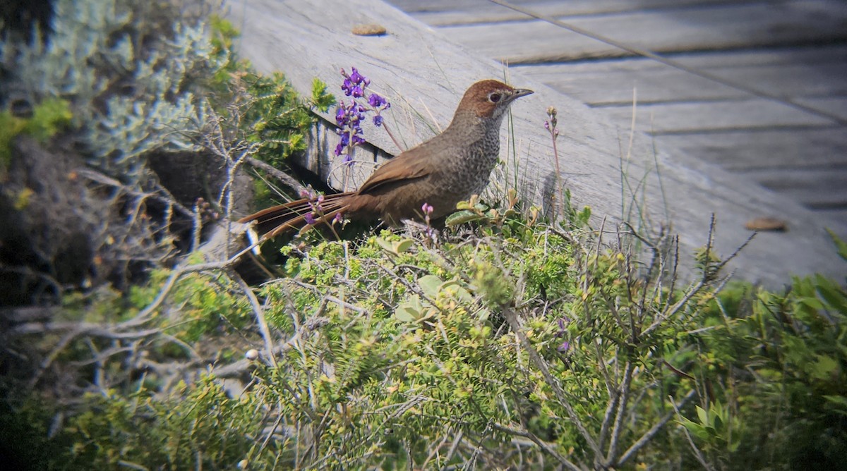 Rufous Bristlebird - ML643124341