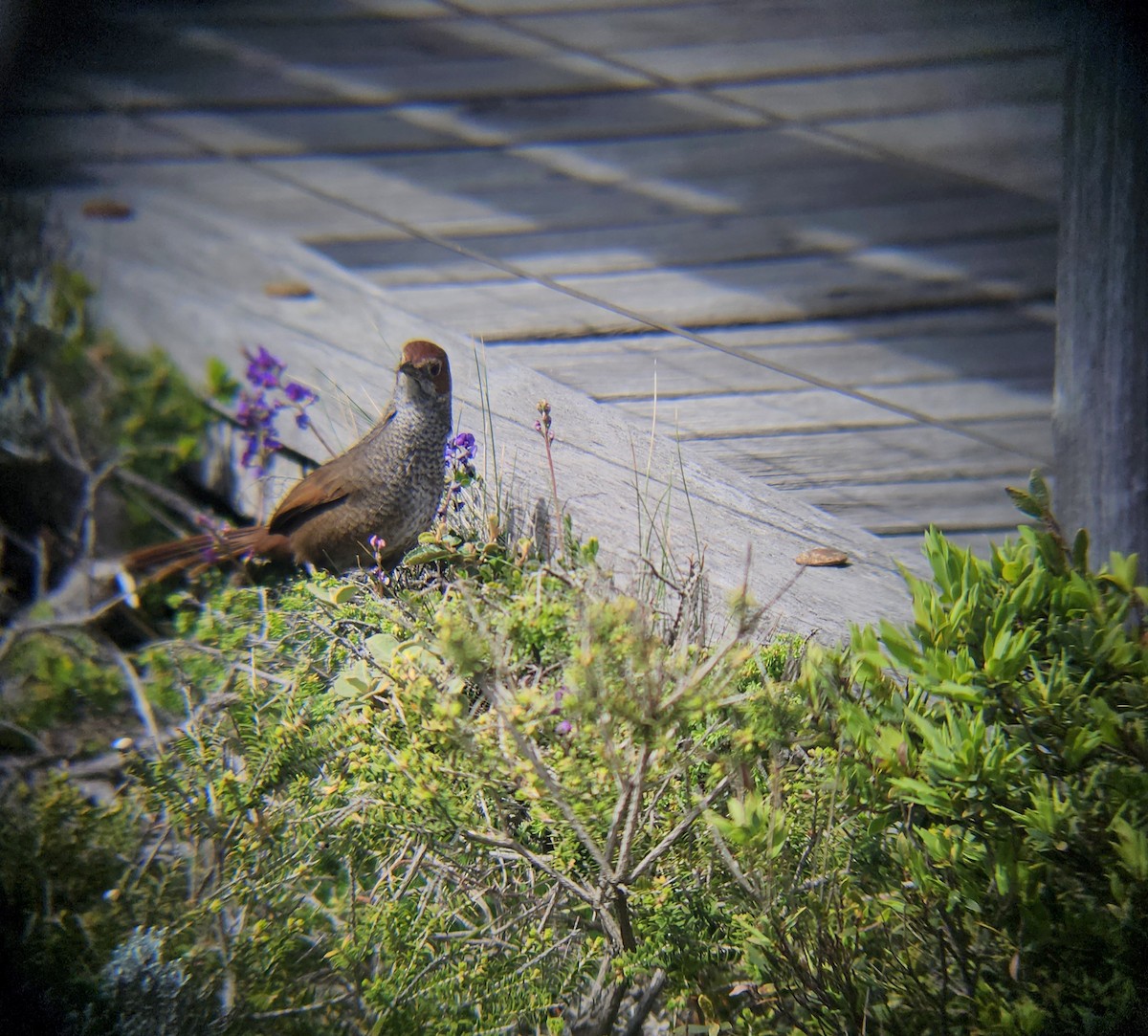 Rufous Bristlebird - ML643124342