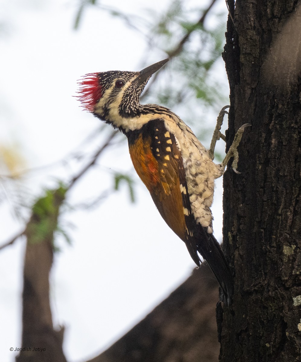 Black-rumped Flameback - ML643124349