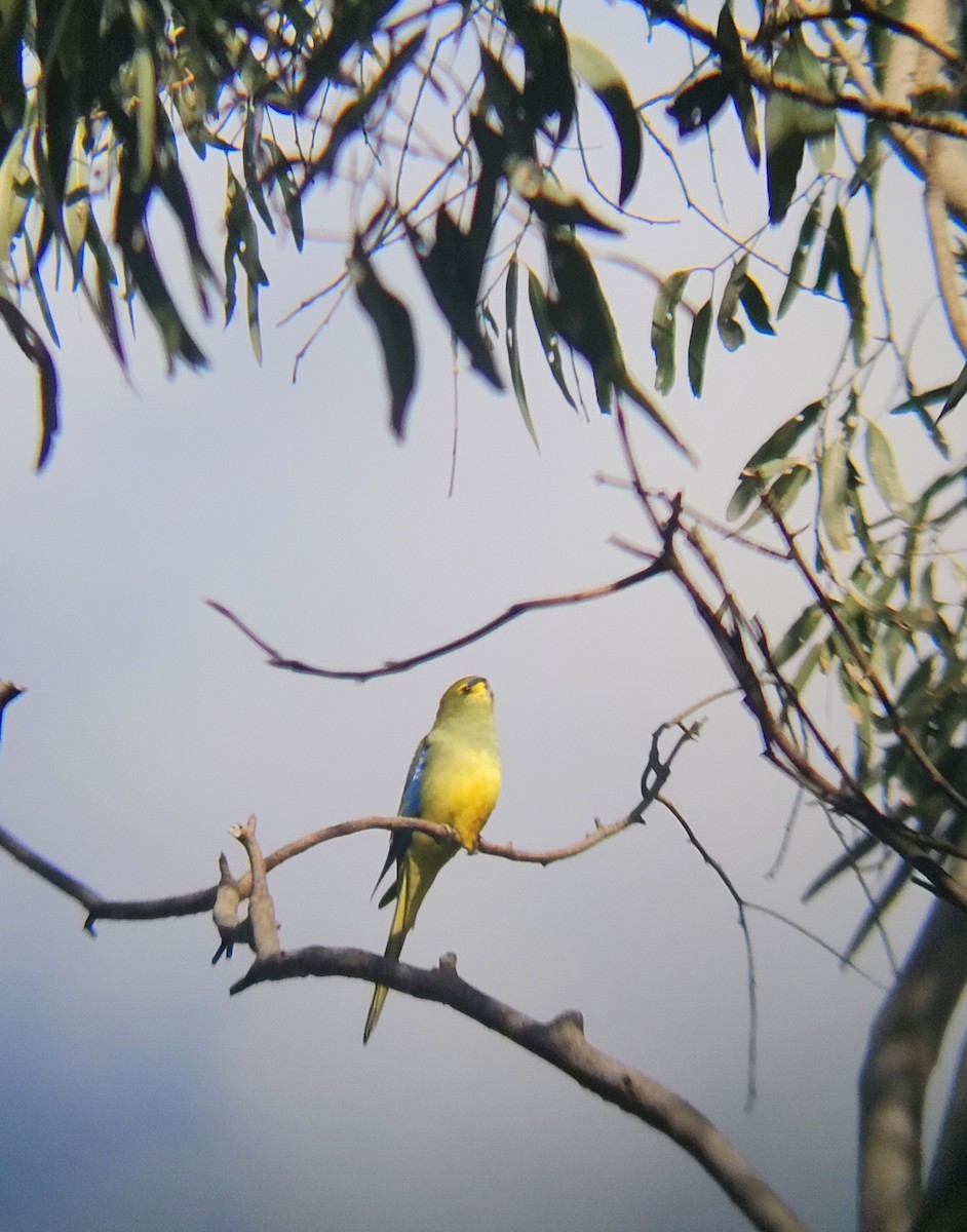 Blue-winged Parrot - ML643124354