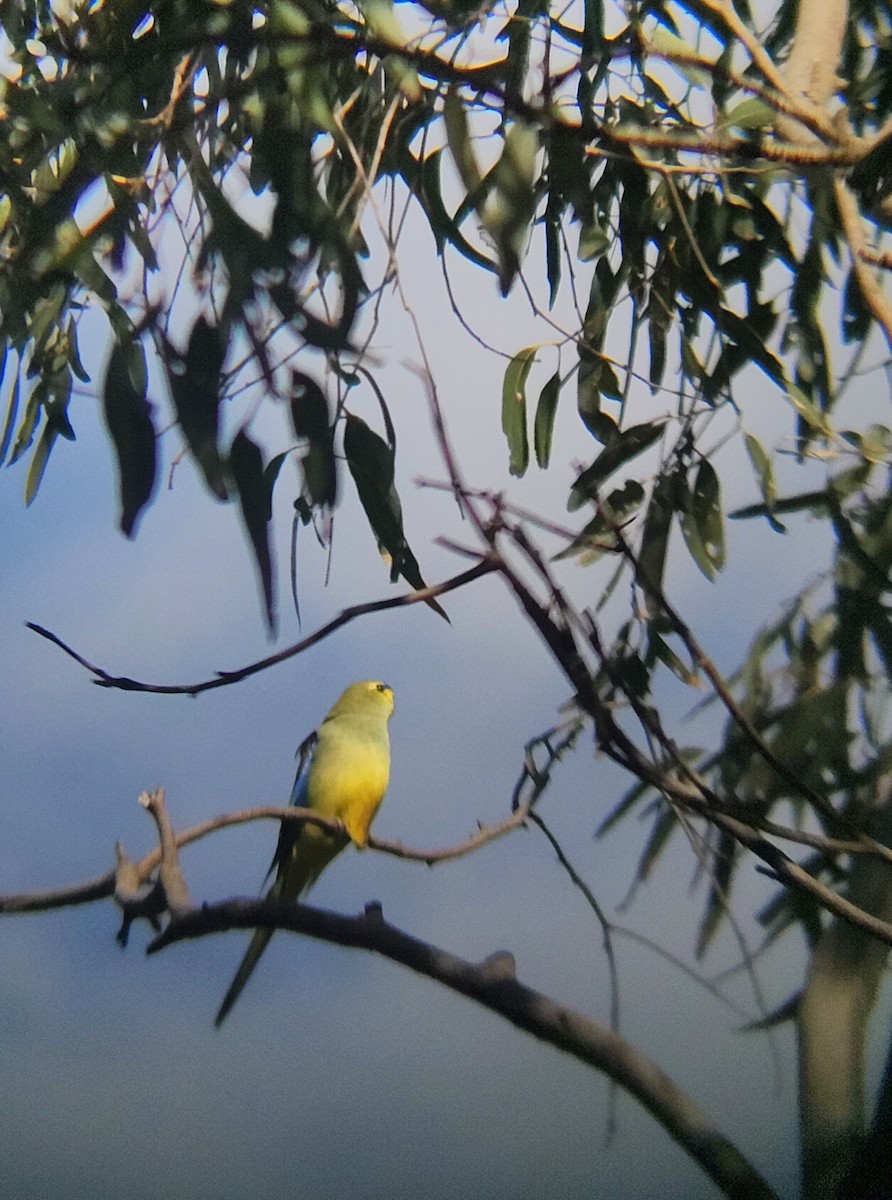 Blue-winged Parrot - ML643124355