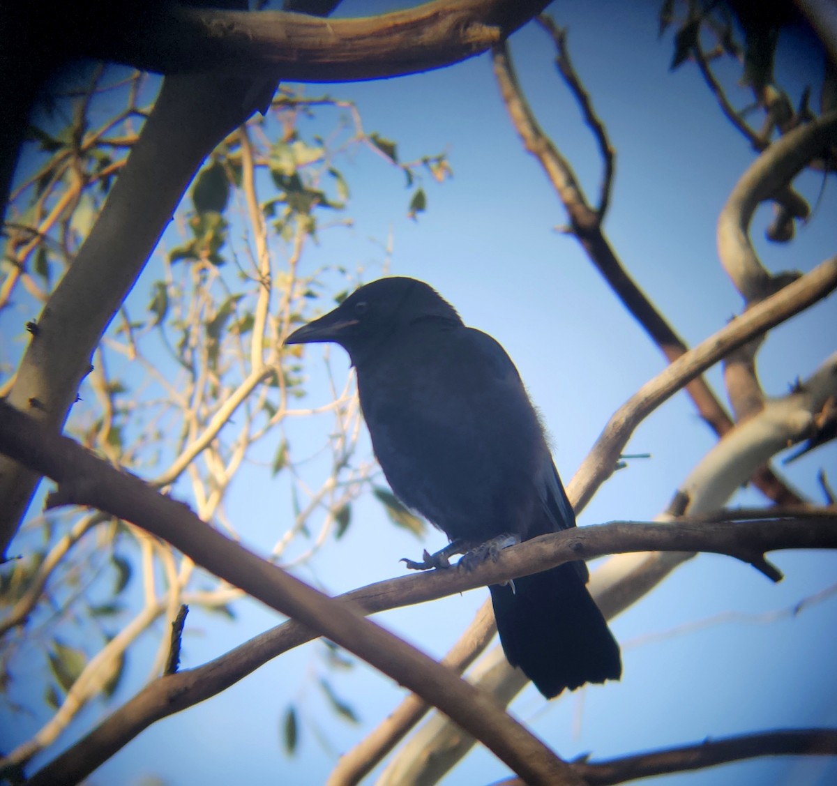 krkavec malý - ML643124361