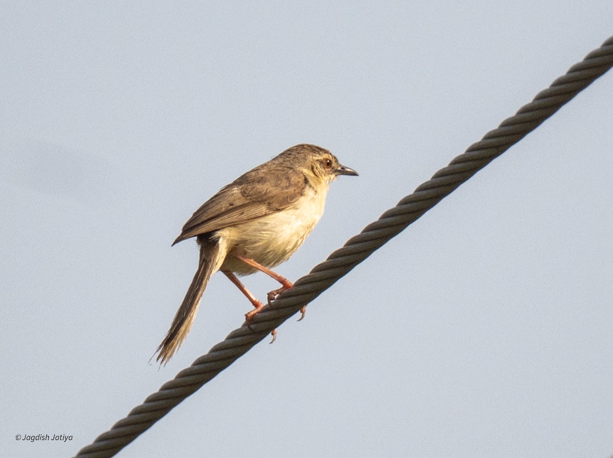 インドハウチワドリ - ML643124362