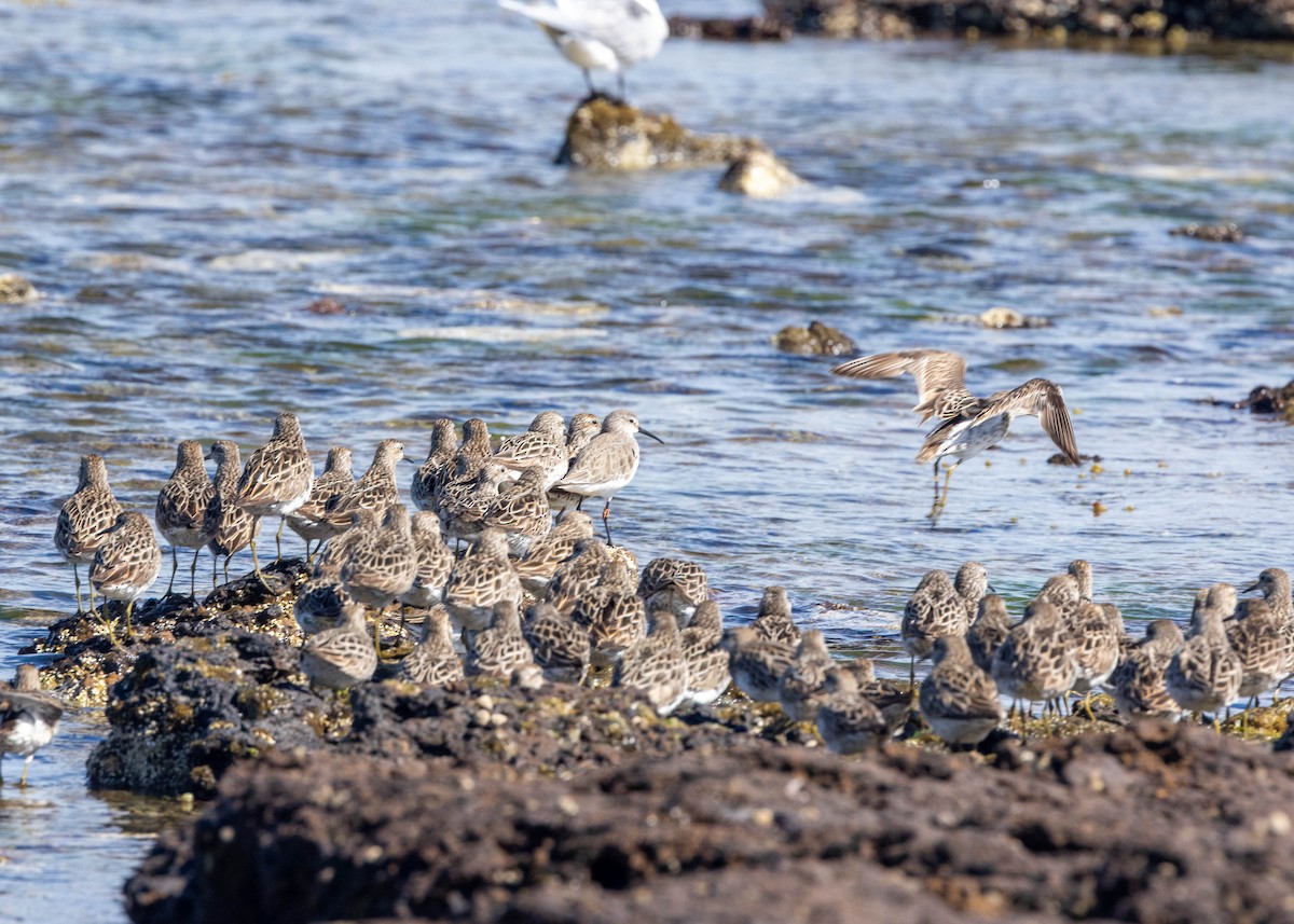 Curlew Sandpiper - ML643124364