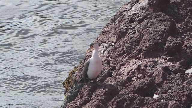 Pied Cormorant - ML643124390