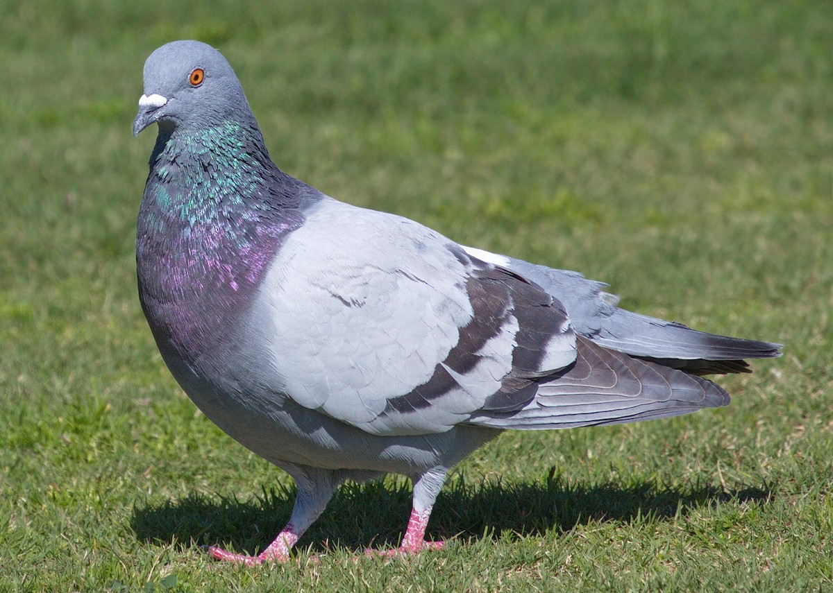 Rock Pigeon (Feral Pigeon) - ML643124398