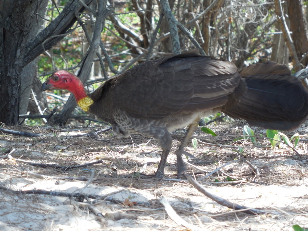Australian Brushturkey - ML643124407