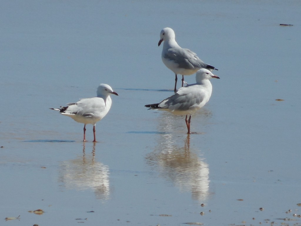 Silver Gull - ML643124414
