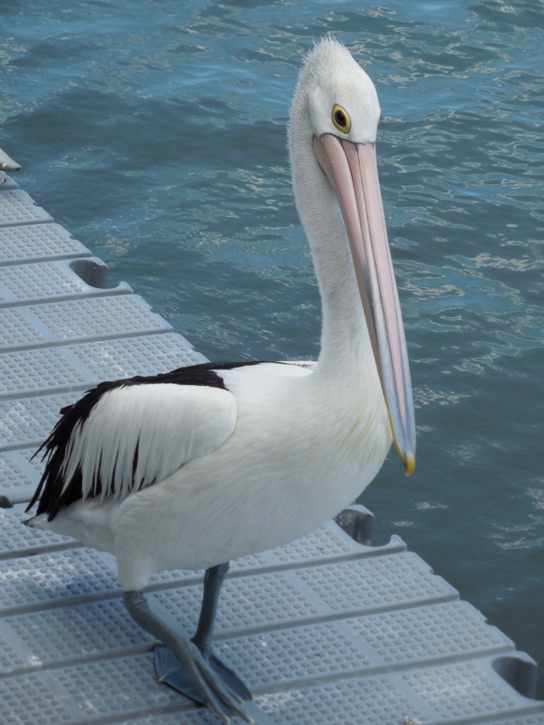 Australian Pelican - ML643124418