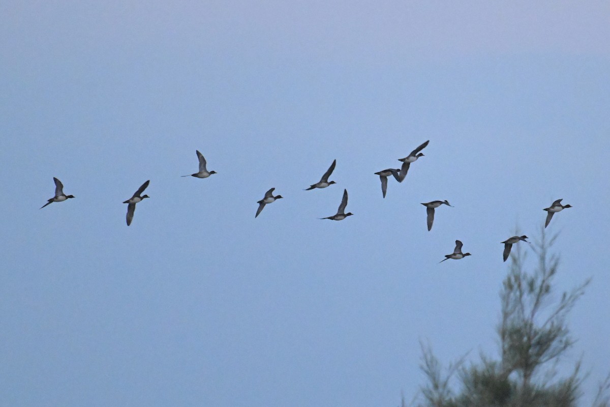 Eurasian Wigeon - ML643124419
