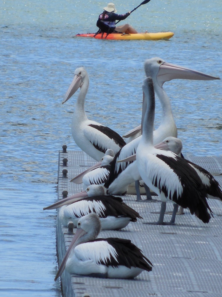 Australian Pelican - ML643124429